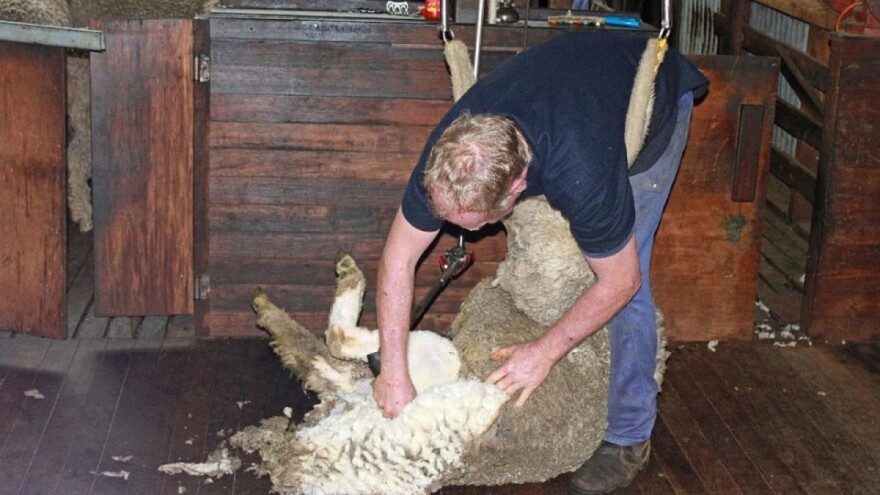 Proizvođači vune na koljenima - i njih je pokosio Covid-19?