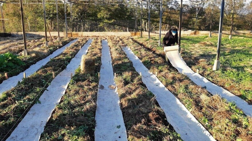 Marko Jakobović: Filcana vuna odličan je malč, ali je do nje u Hrvatskoj teško doći