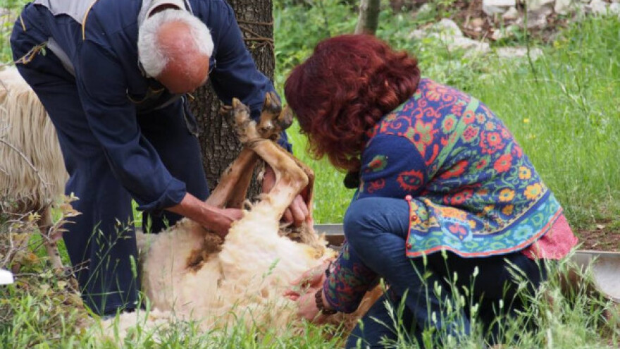 Pronašla namjenu za odbačenu ovčju vunu - modu!