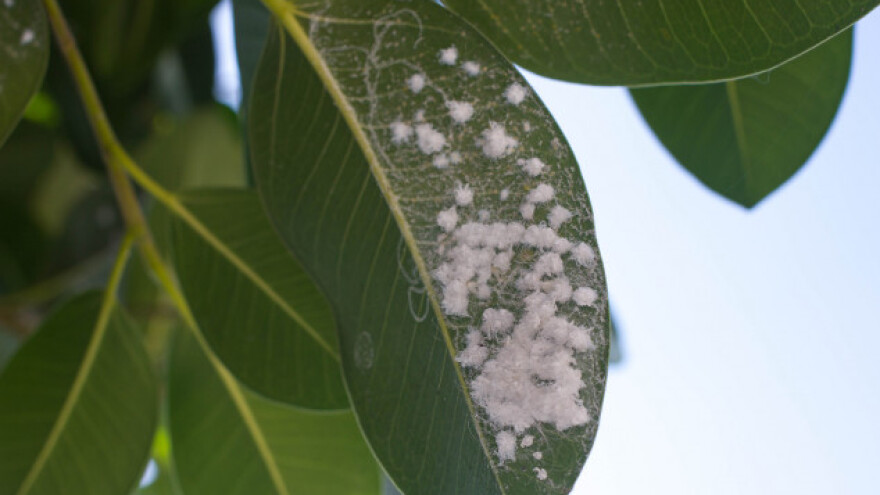 Suzbijte vunaste vaši na prirodan način