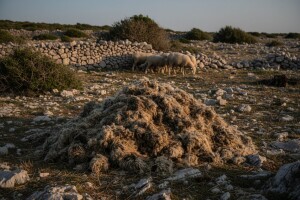 Vunu uvozimo, a svoju bacamo