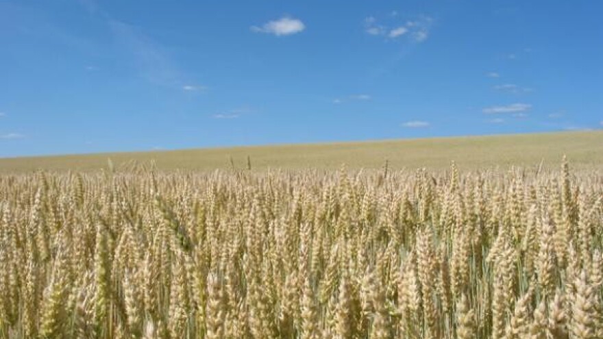 Vupik protiv seljaka