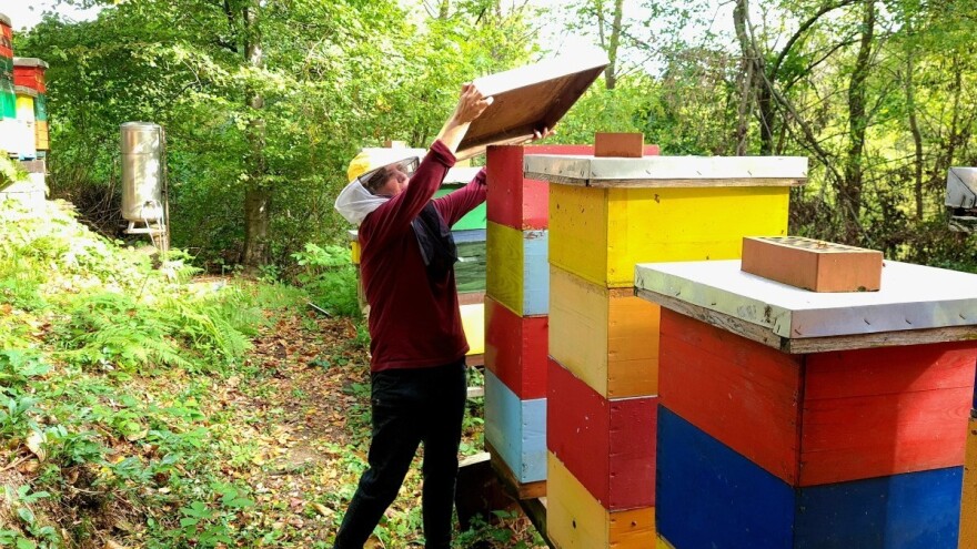 Radovi u pčelinjaku u novembru - pomozite im da lakše prezime