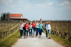 Posjetite iločki Walk & Wine i uživajte u autentičnim vrstama vina