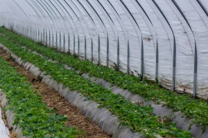 Počela isplata poljoprivrednih poticaja za pet vrsta proizvodnje