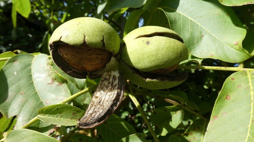 Sadnju oraha možete obaviti i u proljeće
