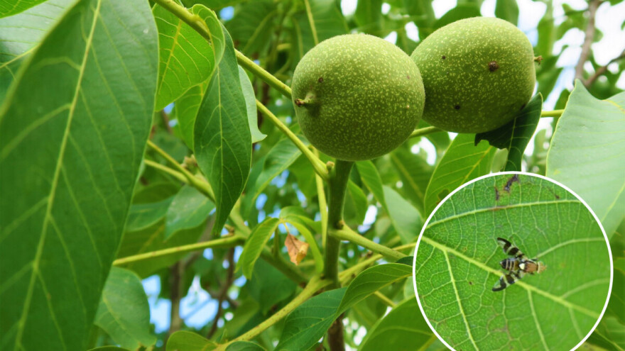 Kako suzbiti orahovu muhu?