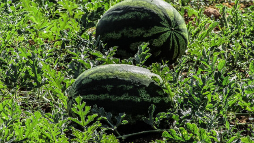 Kako prepoznati slatku lubenicu?