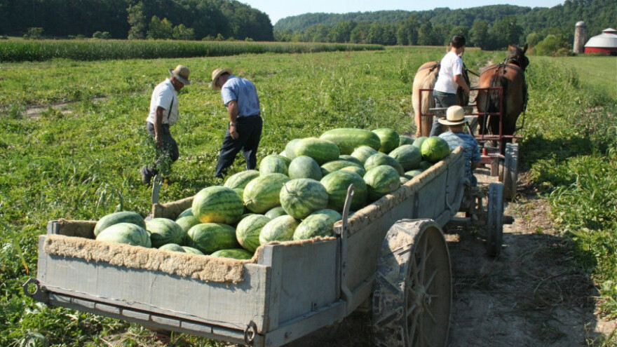 Na pet jutara proizveo 130 tona ekoloških lubenica