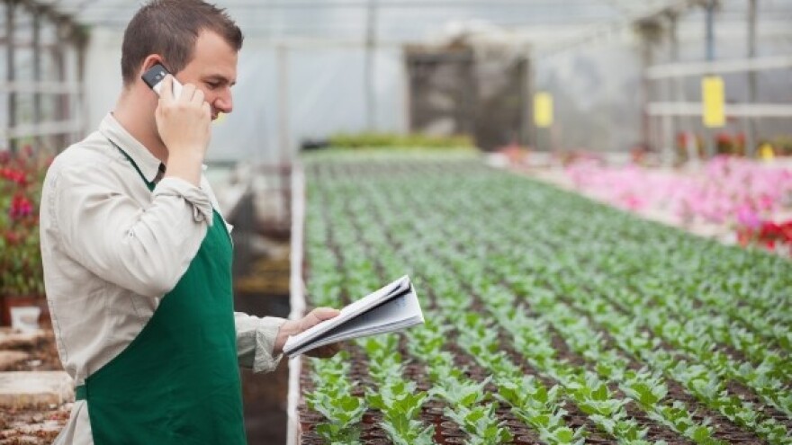 Kako prirodnim putem spriječiti polijeganje rasade?