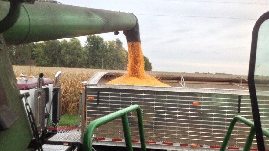 Prednosti i industrijska korist voštanog kukuruza