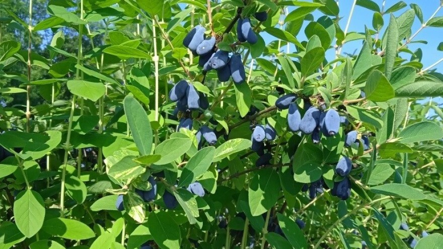 Obitelj Ćurić krenula u berbu haskapa: Po grmu bude pola kilograma