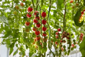 Syngenta predstavila četiri sorte cherry rajčica otpornih na virus smeđe naboranosti ploda