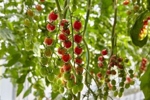 Syngenta predstavila četiri sorte cherry rajčica otpornih na virus smeđe naboranosti ploda
