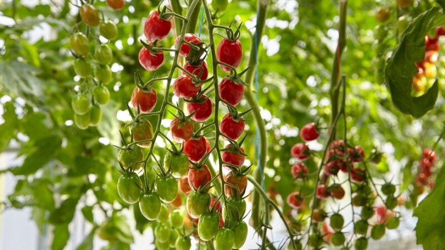 Syngenta predstavila četiri sorte cherry rajčica otpornih na virus smeđe naboranosti ploda