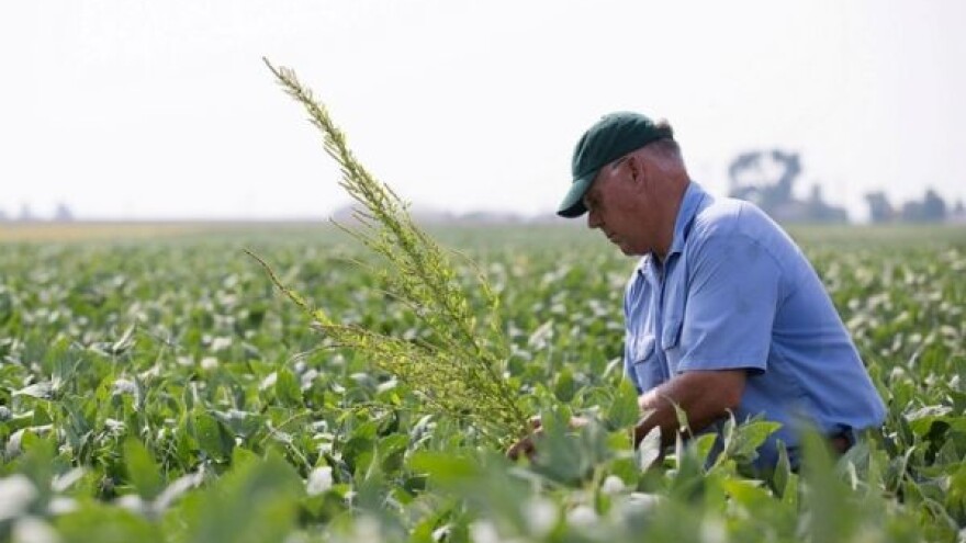 Herbicidi ili otpornost korova? Šta je bilo pre?