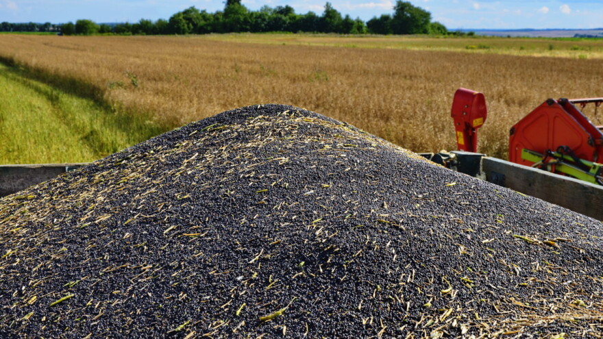 Tržište uljarica je pod snažnim turbulencijama - cene opet pale