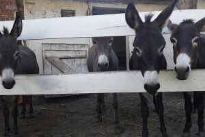 Uz krave drže ovce, magarice, nesilice, sade povrće - ključ uspjeha u raznovrsnosti?