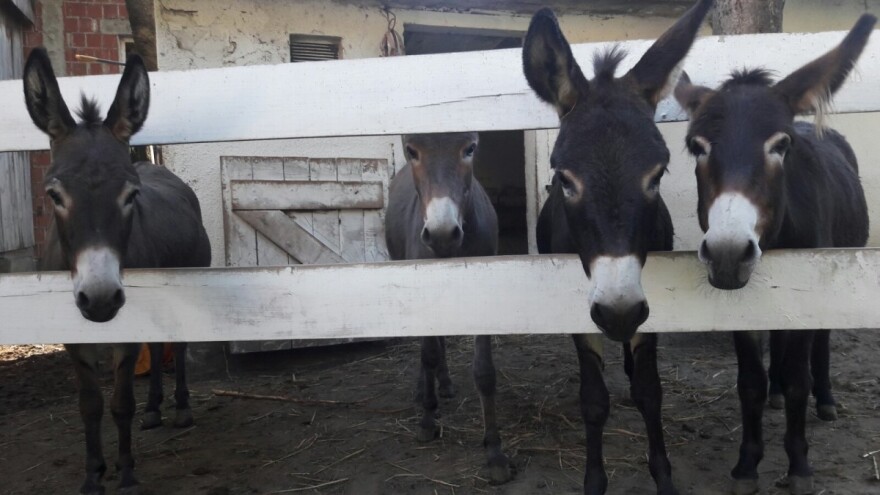 Uz krave drže ovce, magarice, nesilice, sade povrće - ključ uspjeha u raznovrsnosti?