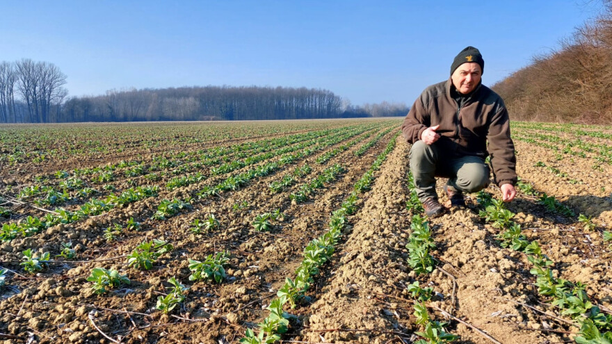 Zoran Jularić: Prednost boba je rana sjetva i rano dozrijevanje