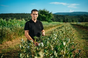 Mirko Gadžo je začetnik uzgoja aronije u Imotskom: Ona je bila razlog za povratak u Hrvatsku