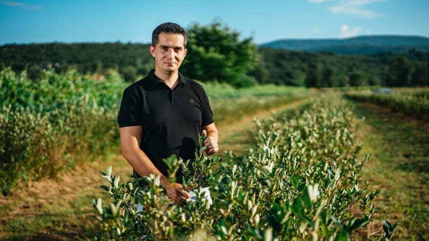 Mirko Gadžo je začetnik uzgoja aronije u Imotskom: Ona je bila razlog za povratak u Hrvatsku