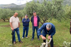 Održana radionica o navrtanju maslina, tehnikom pod koru