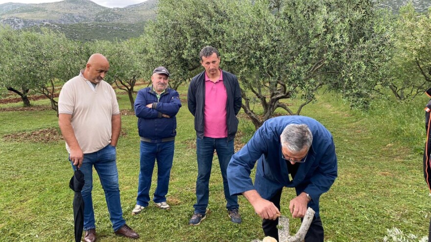 Održana radionica o navrtanju maslina, tehnikom pod koru