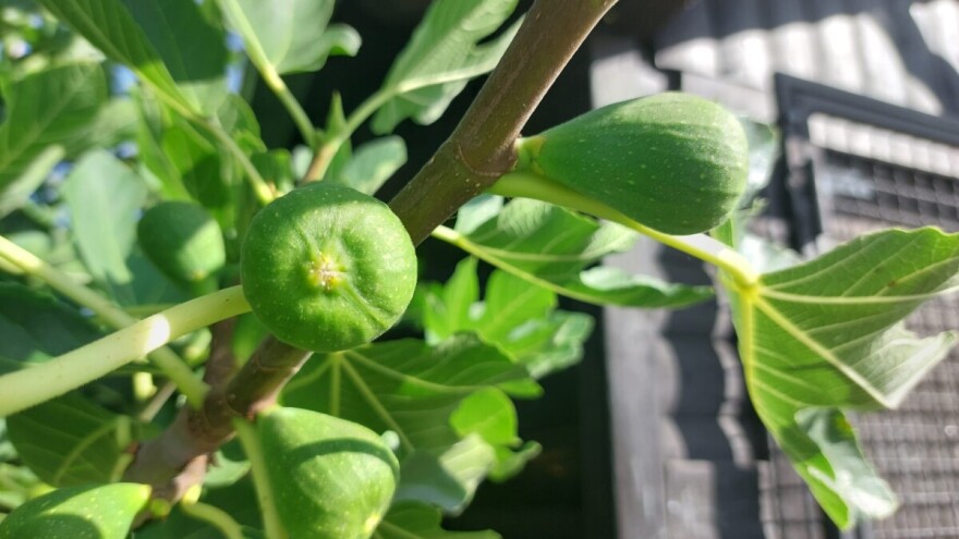 Plodovi sitni, ne dozrijevaju - što se događa sa smokvom?