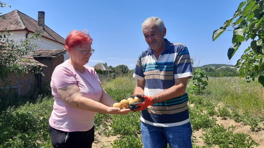 Jeste li probali krompir iz slame? Lazarevići ga gaje na poseban način