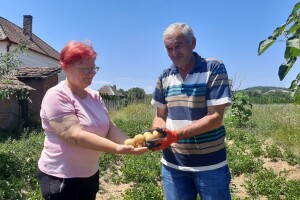 Da li ste probali krompir iz slame? Lazarevići ga gaje na poseban način