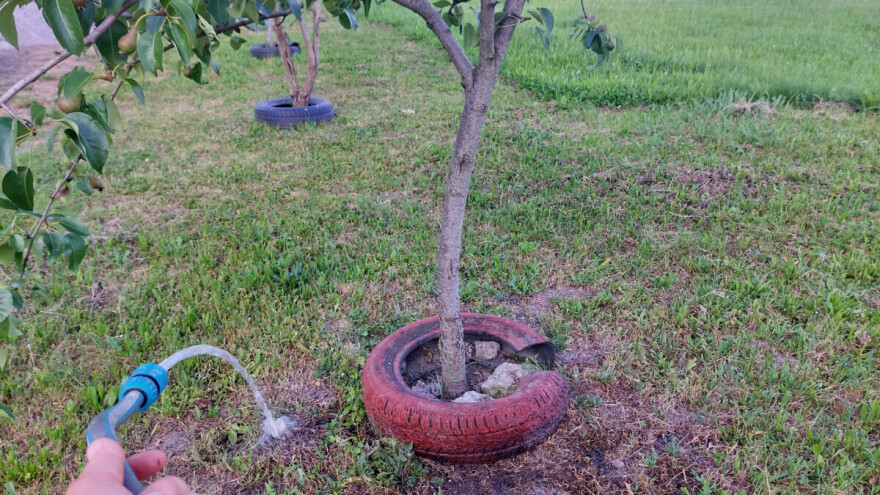 Evo sedam odgovora na pitanja o zalivanju mladih stabala