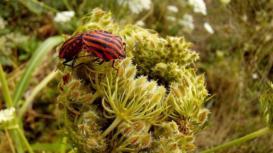 Crvena buba sa crnim prugama nije štetočina - zašto je ne treba uništavati?