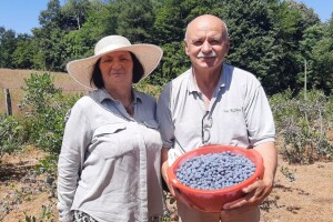 Momčilove borovnice sa Rudnika: "Ulažem minimalno, rađa odlično"
