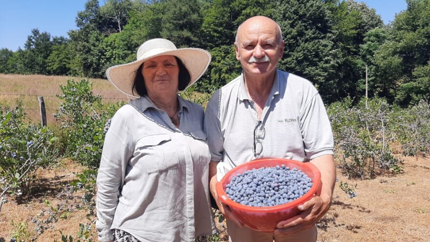 Momčilove borovnice sa Rudnika: "Ulažem minimalno, rađa odlično"