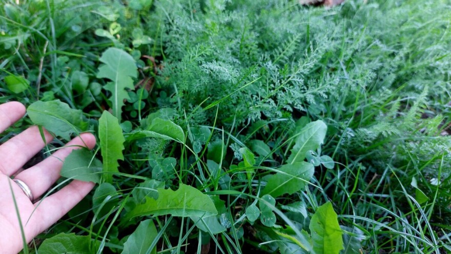 Druga berba: Evo 5 vrsta samoniklog bilja čije lišće beremo u jesen