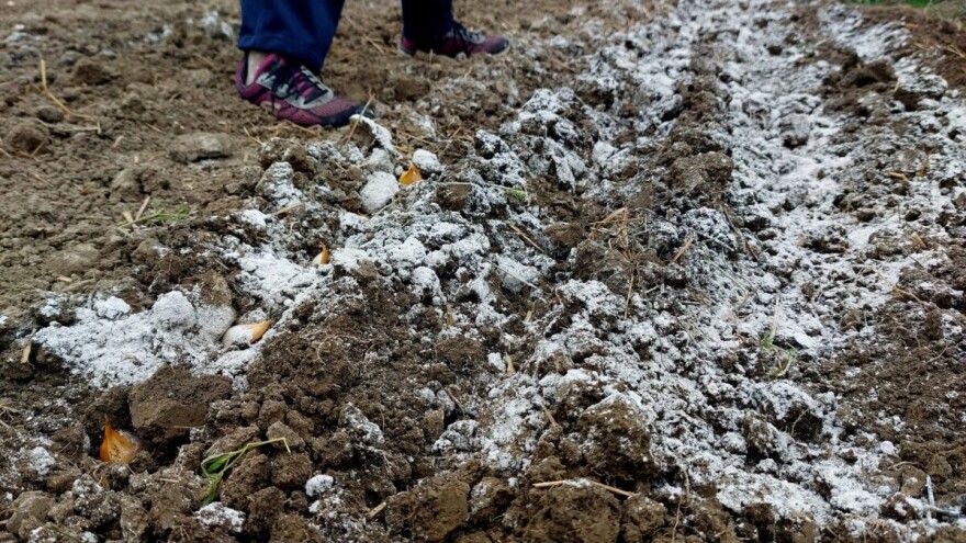Pepeo u roviću prilikom sadnje je štetan za luk? Evo sedam saveta kako izbeći najčešće greške