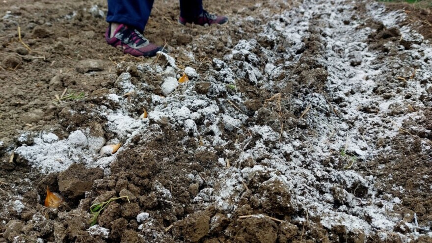 Pepeo u roviću kod sadnje je štetan za luk? Evo 7 savjeta kako izbjeći najčešće greške