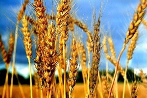 Prva u Hrvatskoj - osječka Burza Agro