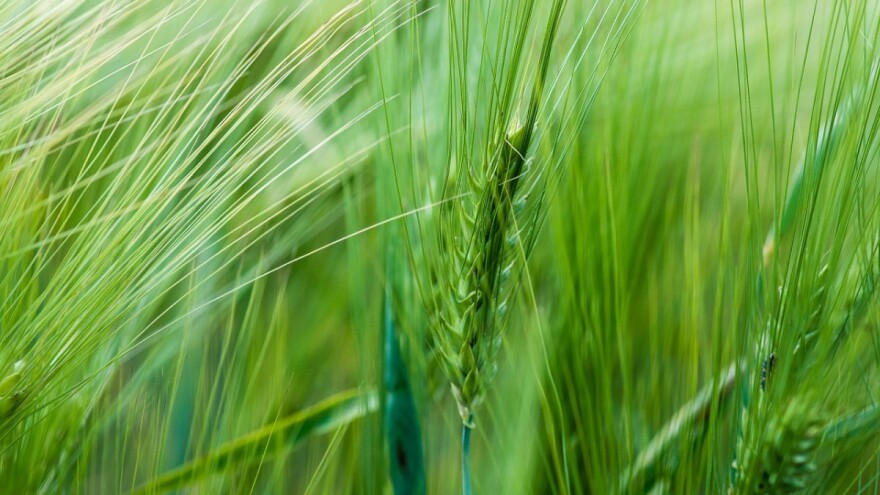 Isplaćeno preko 3 miliona KM za podsticaje, ali i premija za pšenicu