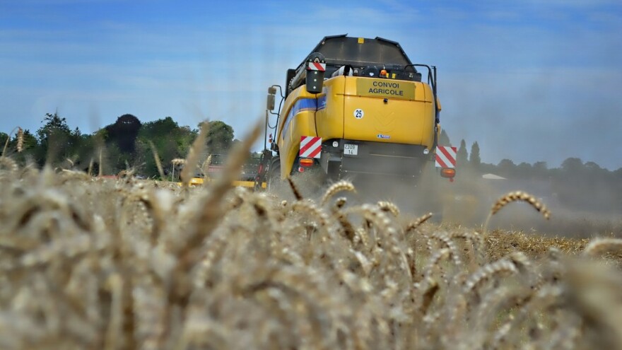 Cijena pšenice, suncokretovog i repičinog ulja raste u Rusiji