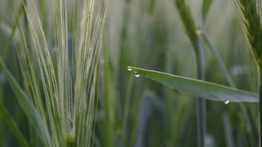 Pšenica "kiše" i tako prenosi lisnu hrđu na druge biljke?