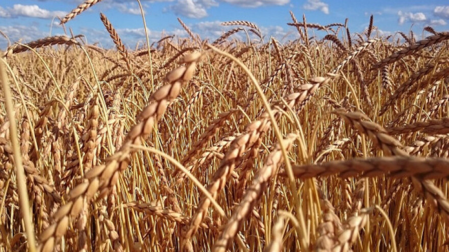 Otkup za Robne rezerve ne diže cenu pšenice