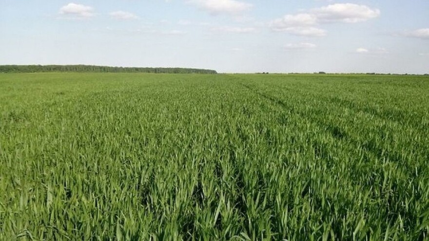 Pšenica i ječam sada najizloženiji napadu pjegavosti, kako ih zaštititi?