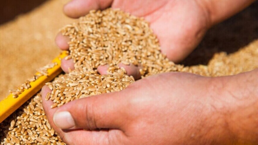 Usporen izvoz ruske pšenice