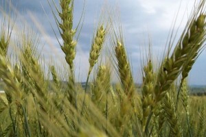 Vremenske prilike pogoduju žetvi ranih sorti pšenice
