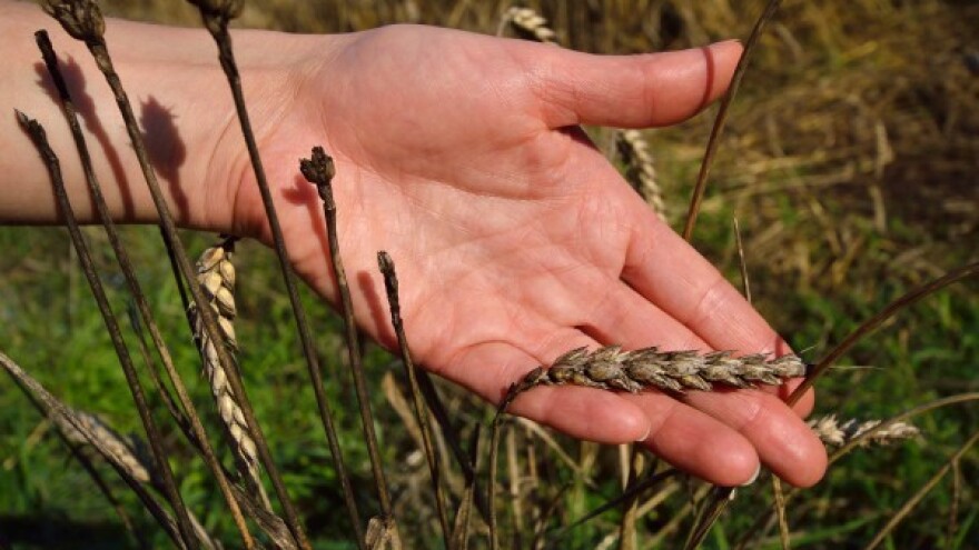 Koji fungicid odabrati za lisne bolesti žitarica?