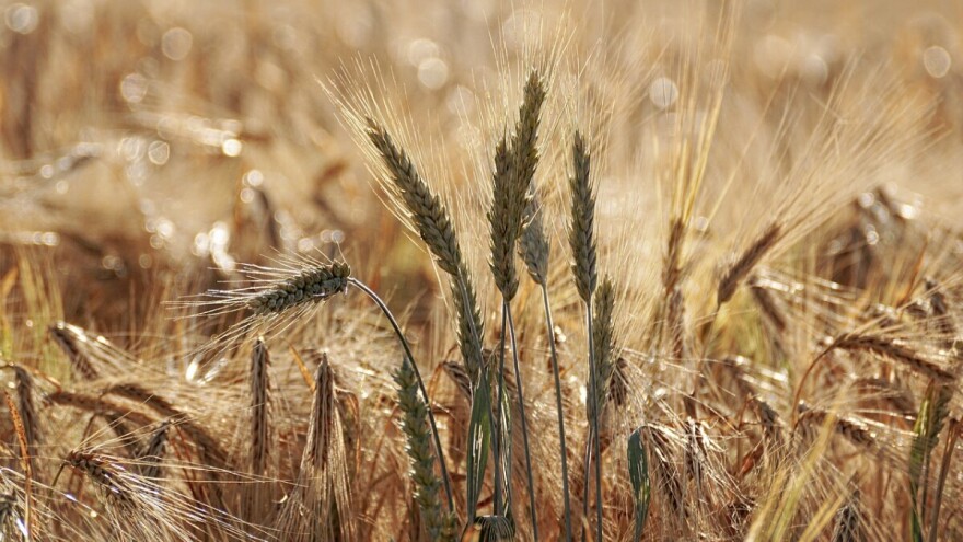 Još ništa od žetve u Semberiji - prinos umanjen za 20-30%