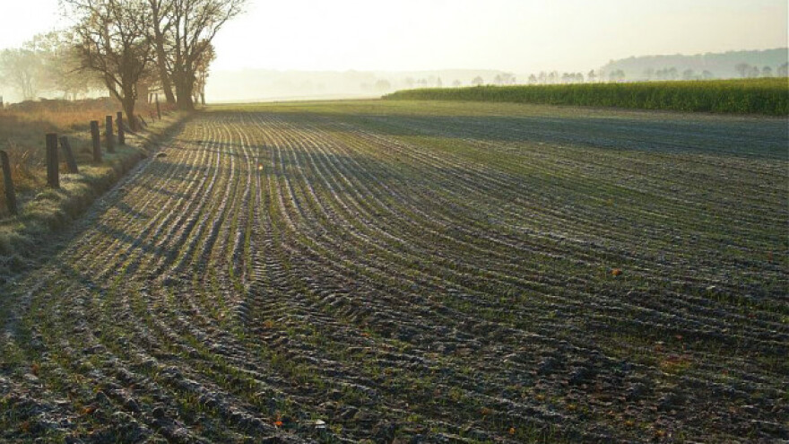 Uticaj mraza na pšenicu u ranim fazama rasta