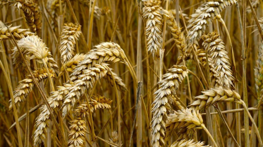 Pada izvoz kukuruza i uljane repice, raste proizvodnja sojinog ulja